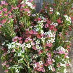 Chamelaucium MY SWEET 16™ - Waxflower -Eco Garden Shop wax sweet 16 pg