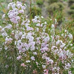 Chamelaucium Dancing Queen - Waxflower -Eco Garden Shop waxflower dancing queen bush