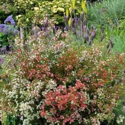 Chamelaucium MY SWEET 16™ - Waxflower -Eco Garden Shop waxflower my sweet 16