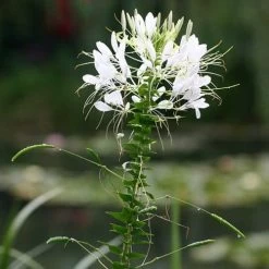 Cleome - Spider Flower - Seed -Eco Garden Shop white cleome