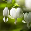 Dicentra Alba - Bleeding Heart - 75mm BIGGER Size