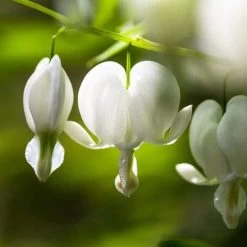 Dicentra Alba - Bleeding Heart - 75mm BIGGER Size