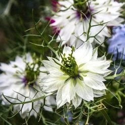 Nigella Miss Jekyll White - Love In A Mist - Seed -Eco Garden Shop white nigella