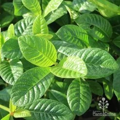 Gardenia White Star -Eco Garden Shop white star leaves