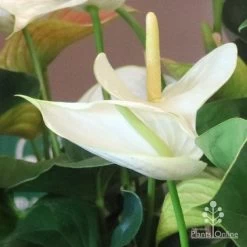 Anthurium White Winner 15 Anthurium White Winner -Eco Garden Shop white winner new spadix colour