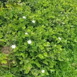 Gardenia White Star -Eco Garden Shop white star 2 2