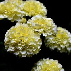 Marigold Kilimanjaro White - Seed 5 Marigold Kilimanjaro White - Seed -Eco Garden Shop white tagetes