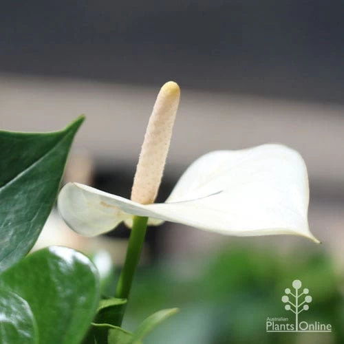 Anthurium White Winner 2 Anthurium White Winner - Image 2