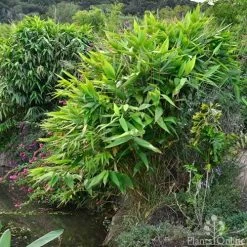 Tiger Grass - Thysanolaena -Eco Garden Shop whole plant 4