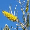 Grevillea Yamba Sunshine