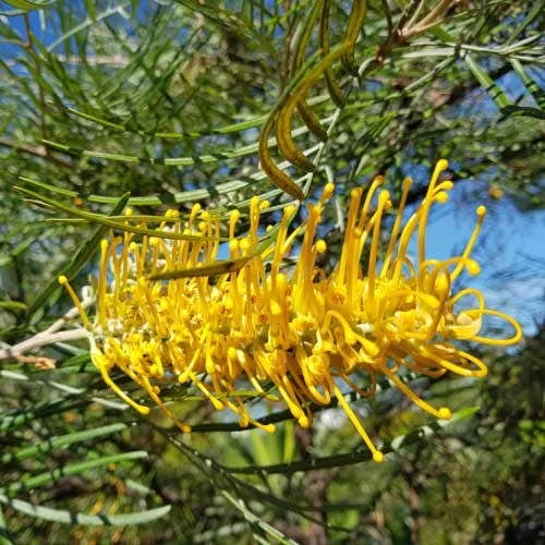 Grevillea Yamba Sunshine 2 Grevillea Yamba Sunshine - Image 2