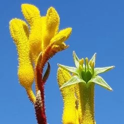 Anigozanthos Yellow Gem - Kangaroo Paw -Eco Garden Shop yellow gem paw