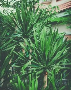 Yucca Elephantipes - Soft-tip Yucca -Eco Garden Shop yucca clump small