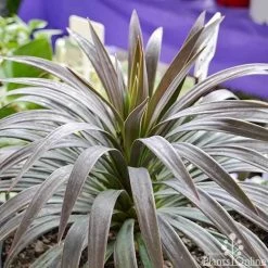 Yucca Desmetiana -Eco Garden Shop yucca desmentiana plant