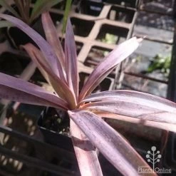 Yucca Desmetiana -Eco Garden Shop yucca desmet