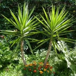 Yucca Elephantipes - Soft-tip Yucca -Eco Garden Shop yucca gigantea 1