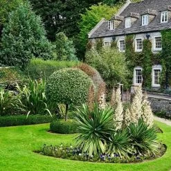Yucca Elephantipes - Soft-tip Yucca -Eco Garden Shop yucca variegated in formal garden