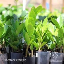 Zamioculcas Zanzibar Gem - ZZ Plant 11 Zamioculcas Zanzibar Gem - ZZ Plant -Eco Garden Shop zamioculcas tubes
