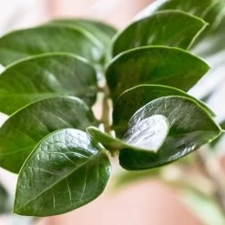 Zamioculcas Zanzibar Gem - ZZ Plant 10 Zamioculcas Zanzibar Gem - ZZ Plant -Eco Garden Shop zanzibar leaf closeup