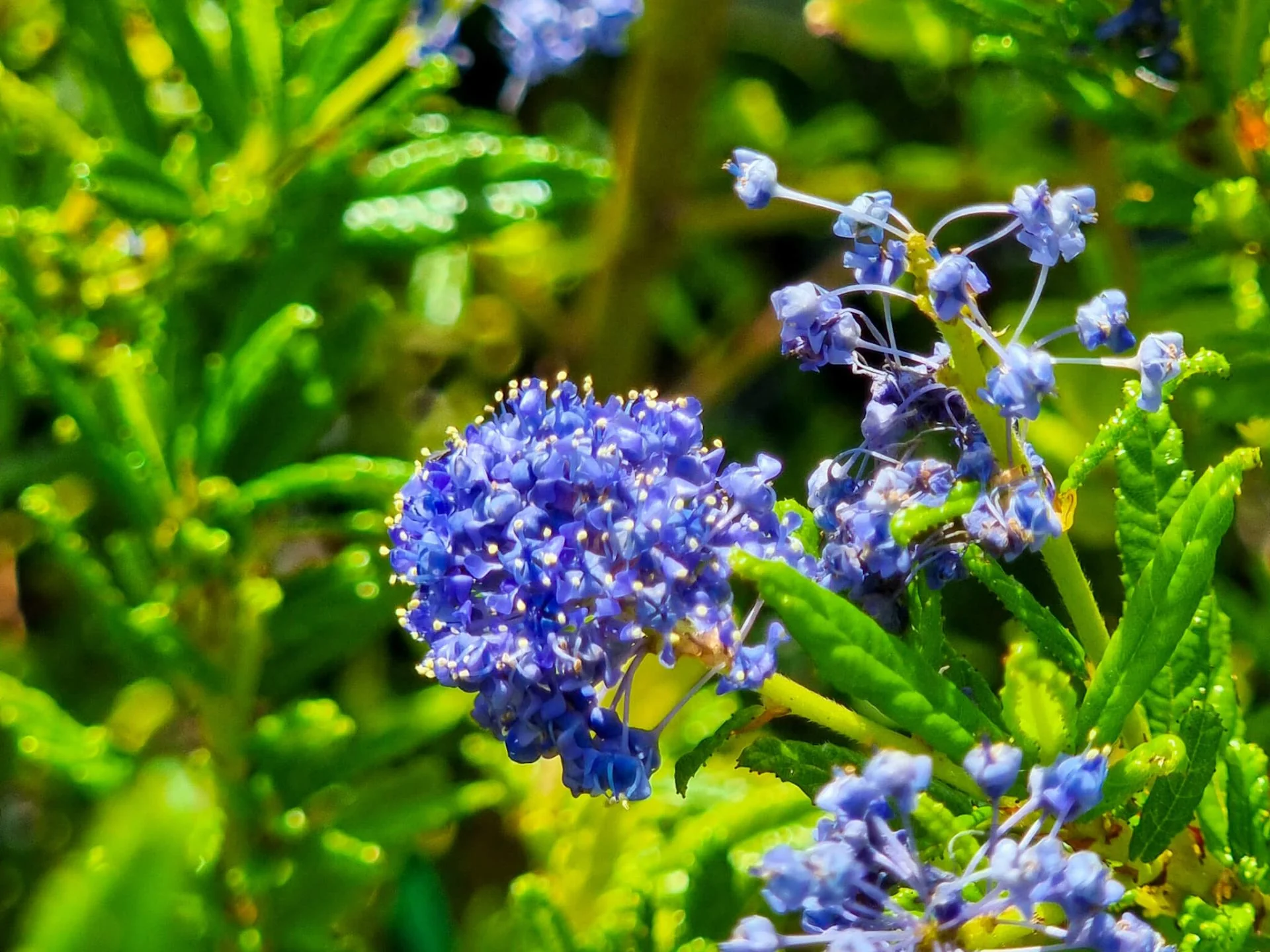 Eco Garden Shop -Eco Garden Shop 0281715 ceanothus hybrida blue pacific